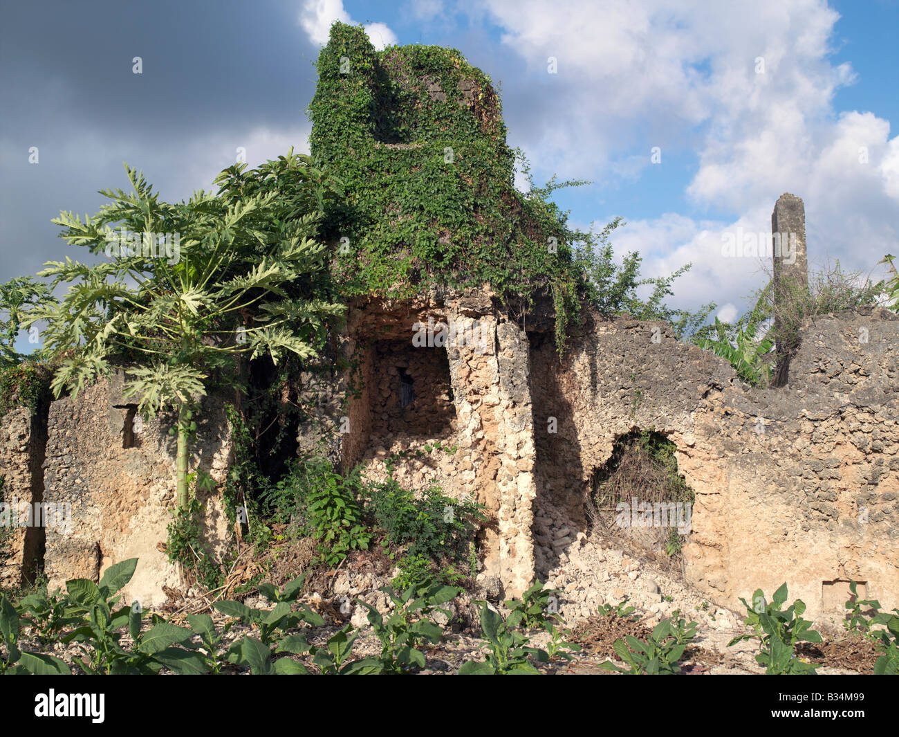 Le Kenya, l'Ile de Pate, Pate. Le tabac est cultivé parmi les récifs de ruines d'un grand bâtiment du 17ème siècle à la périphérie de village moderne de Pate. Tous les bâtiments ont été construits en pate de coral rag.Pate a été créé par les Arabes de l'Arabie dans le 13e siècle, ou peut-être même avant. Au moment où les marins portugais atteint-il dans le 16e siècle, l'endroit était en déclin bien qu'il était encore célèbre pour la fabrication de tissu de soie. Son importance s'est encore réduit lorsque sa famille au pouvoir a été chassé de l'île par le Sultan de Zanzibar en 1865. L'endroit n'a jamais retrouvé son ancienne gloire. Banque D'Images