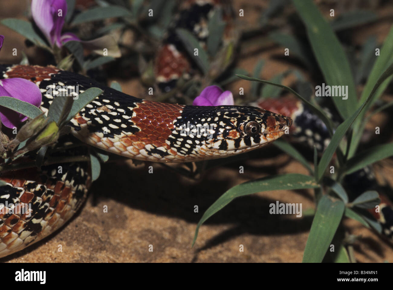 Texas Long-nosed Snake Rhinocheilus lecontei tessellatus Starr adultes dans la vallée du Rio Grande Comté Texas USA Banque D'Images