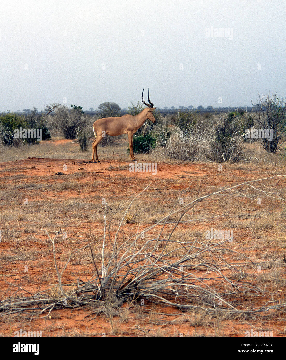 Kenya, Tsavo East National Park, Buchuma. Un Hirola ou bubale du chasseur (Beatragus hunteri) veille à partir d'une termitière Banque D'Images