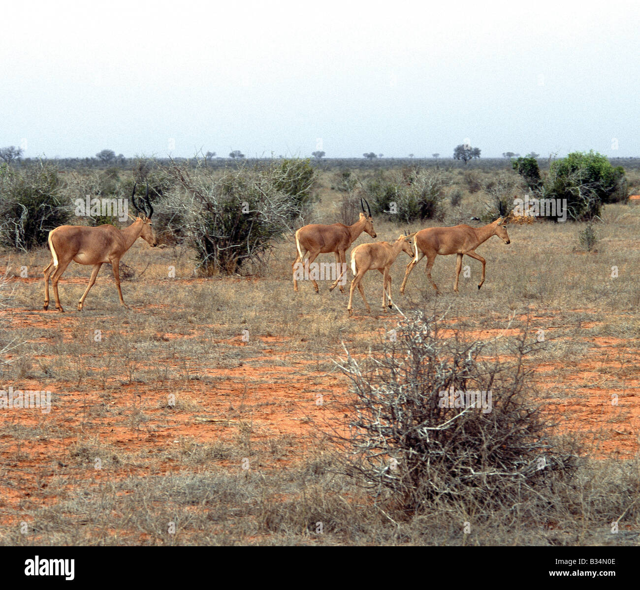 Kenya, Tsavo East National Park, Buchuma. Un petit troupeau de Hirola ou bubale du chasseur (Beatragus hunteri) traverser les zones arides du Kenya dans l'Est de Tsavo National Park. Cette antilope est classé par l'UICN comme menacées, mais plus probablement en danger d'extinction imminente due à la longue des troubles dans la Somalie déchirée par la guerre, qui a été son principal habitat. L'Hirola à Tsavo ont été trans-frontalières situées de l'Kenya-Somali il y a quelques années et semblent tenir leurs propres. Banque D'Images