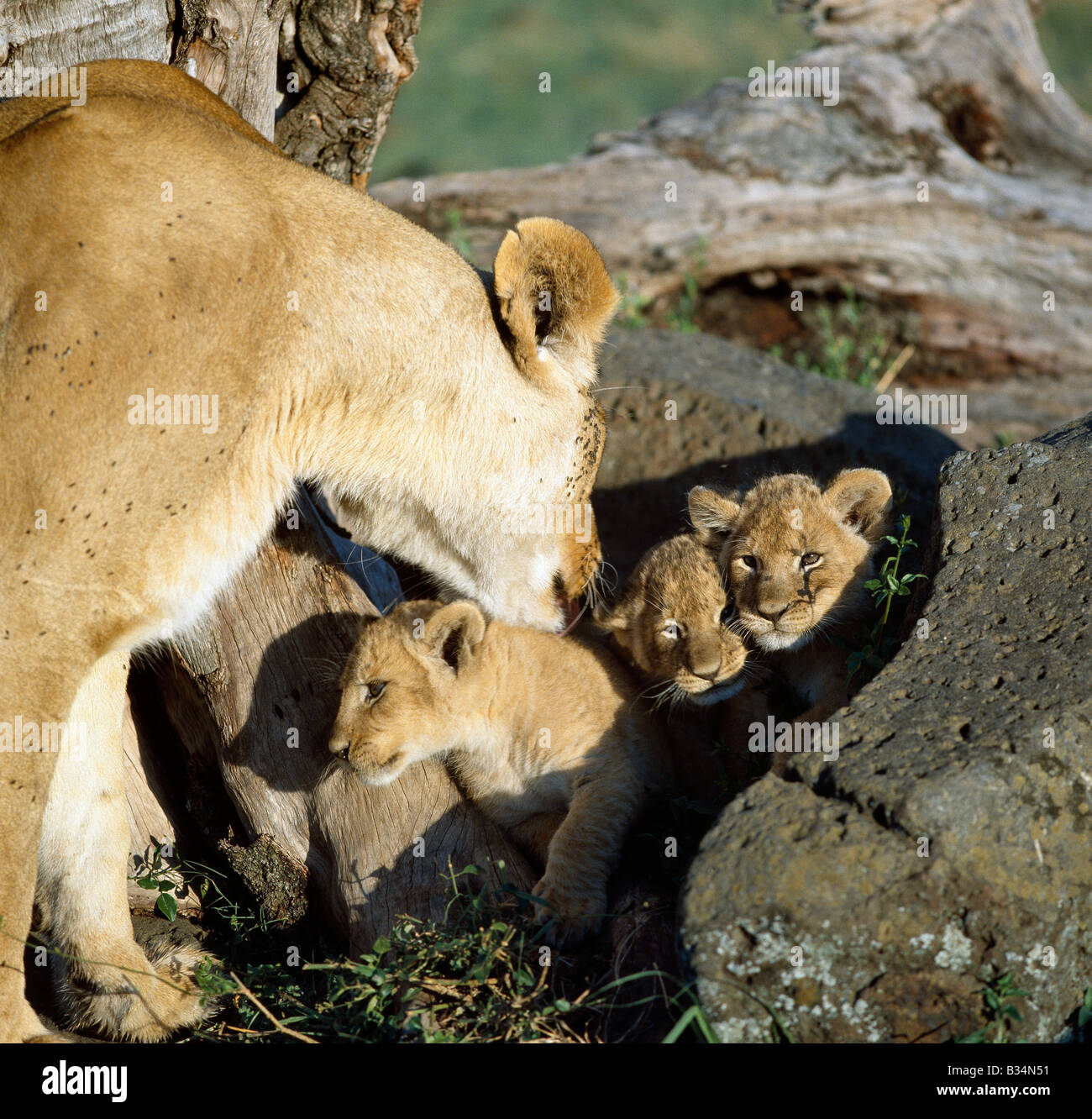 Kenya, district de Narok, Masai Mara National Reserve. Une lionne et ses petits. Pour les six à huit premières semaines de leur vie, cub sera dissimulé dans un fourré ou éperon rocheux lorsque leur mère part à la chasse. Quand elle revient, elle attirera les sortir de se cacher avec un eoaw "guttural-ugh'. Banque D'Images