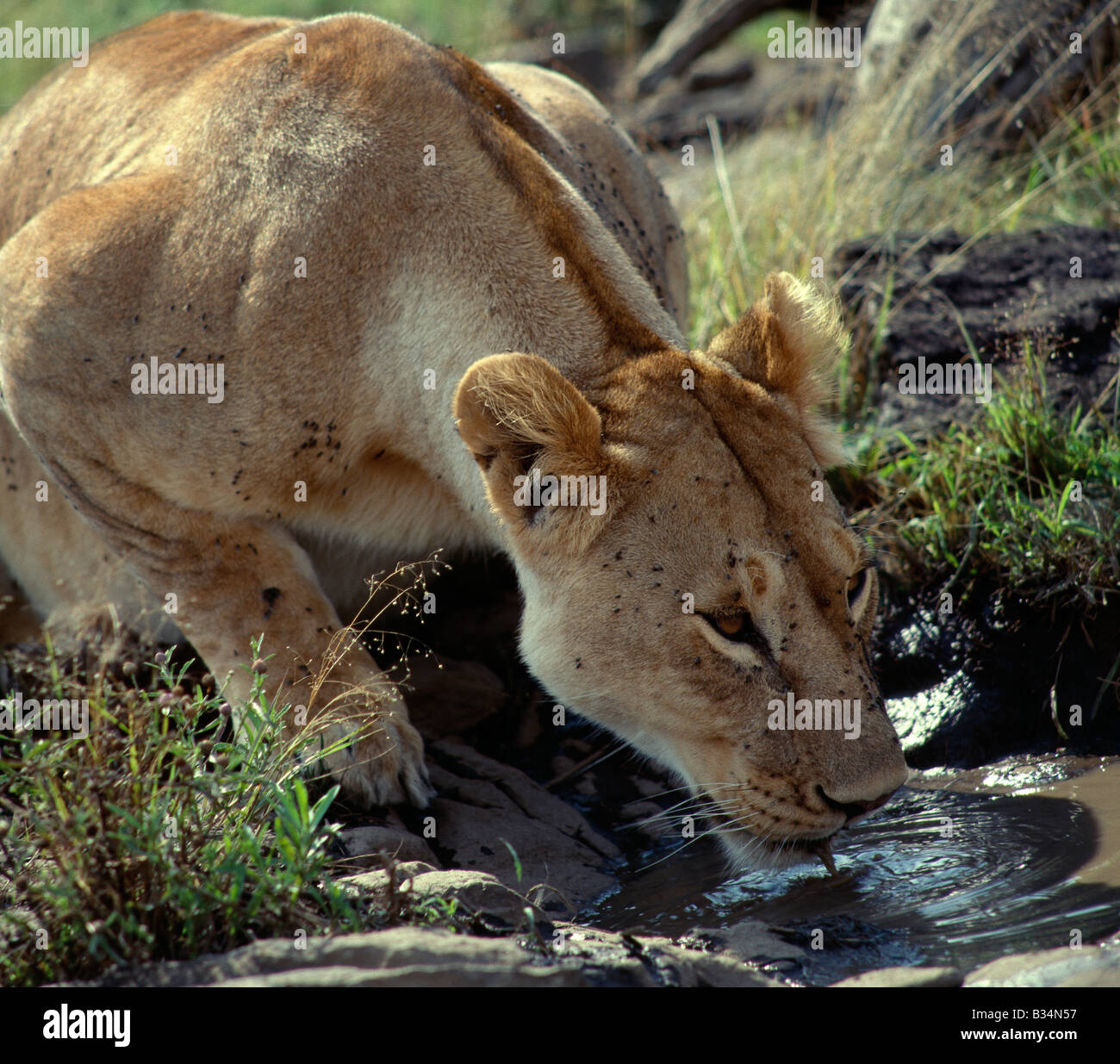 Kenya, district de Narok, Masai Mara National Reserve. Une lionne boire d'une piscine boueuse. Banque D'Images