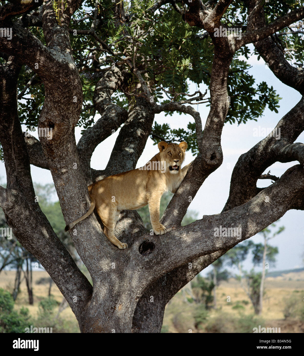 Kenya, district de Narok, Masai Mara National Reserve. Un jeune homme lion regarde attentivement les animaux au pâturage sur les plaines depuis son poste de commandement dans un arbre. Banque D'Images