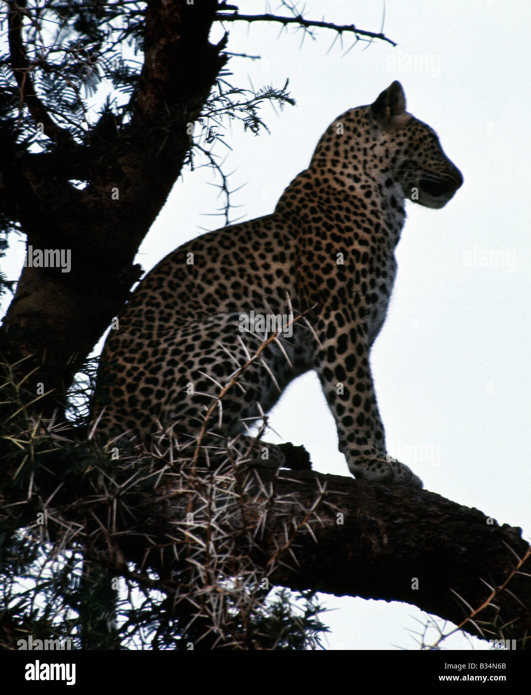 Kenya, Samburu, Samburu National Reserve. Au crépuscule, un léopard tient un affût pour une antilope imprudente de son perchoir confortable sur la branche d'un arbre Acacia tortilis à Samburu Game Reserve nationale. . Banque D'Images