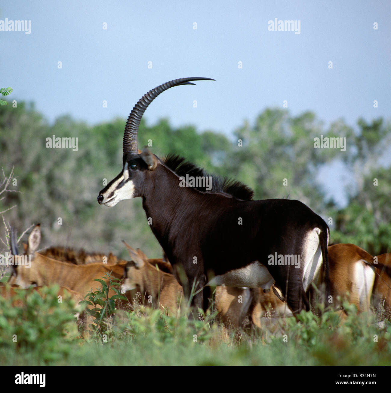 Au Kenya, la Province de la côte, collines de Shimba. Une amende bull hippotrague avec chesnut-brun femelles et veaux derrière lui. Cette grande, Banque D'Images