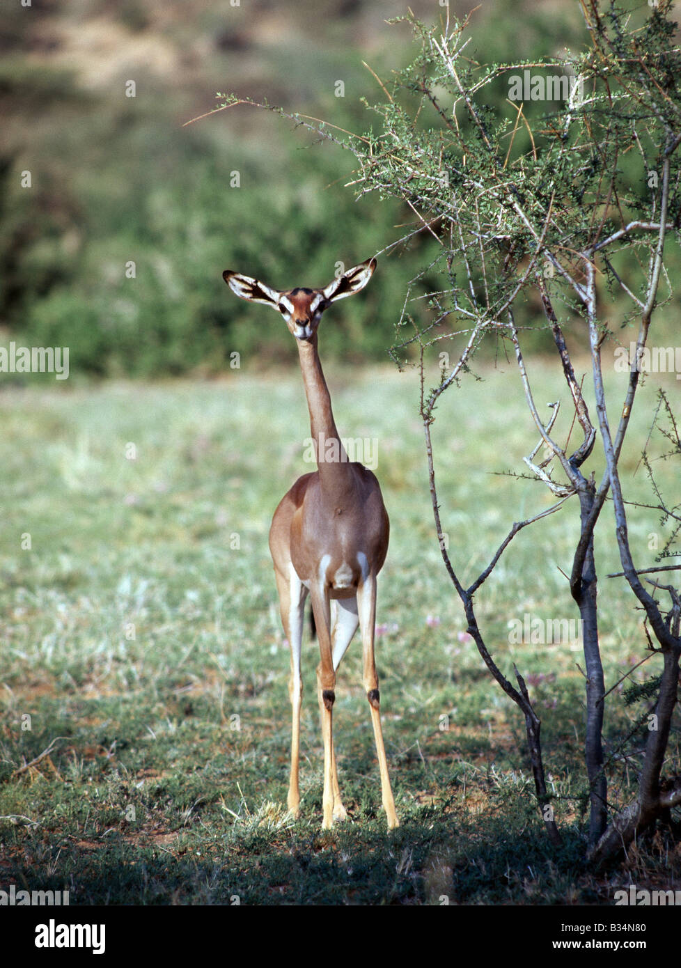 Kenya, Samburu, Samburu National Reserve. Une femelle gerenuk (un nom dérivé de la langue somalienne qui signifie "cou de girafe") dans la réserve nationale de Samburu au nord du Kenya. Leur long cou et de grandes oreilles à les distinguer des autres gazelles. Seules les femelles n'ont pas de cornes. Navigateurs strictement, gerenuk peuvent souvent se nourrissant d'agences six pieds de haut en se tenant debout sur leurs sabots en forme de coin, appuyées par leurs fortes pattes.bien adapté à semi-arides, ils peuvent résister à des conditions sans eau avec facilité. . Banque D'Images