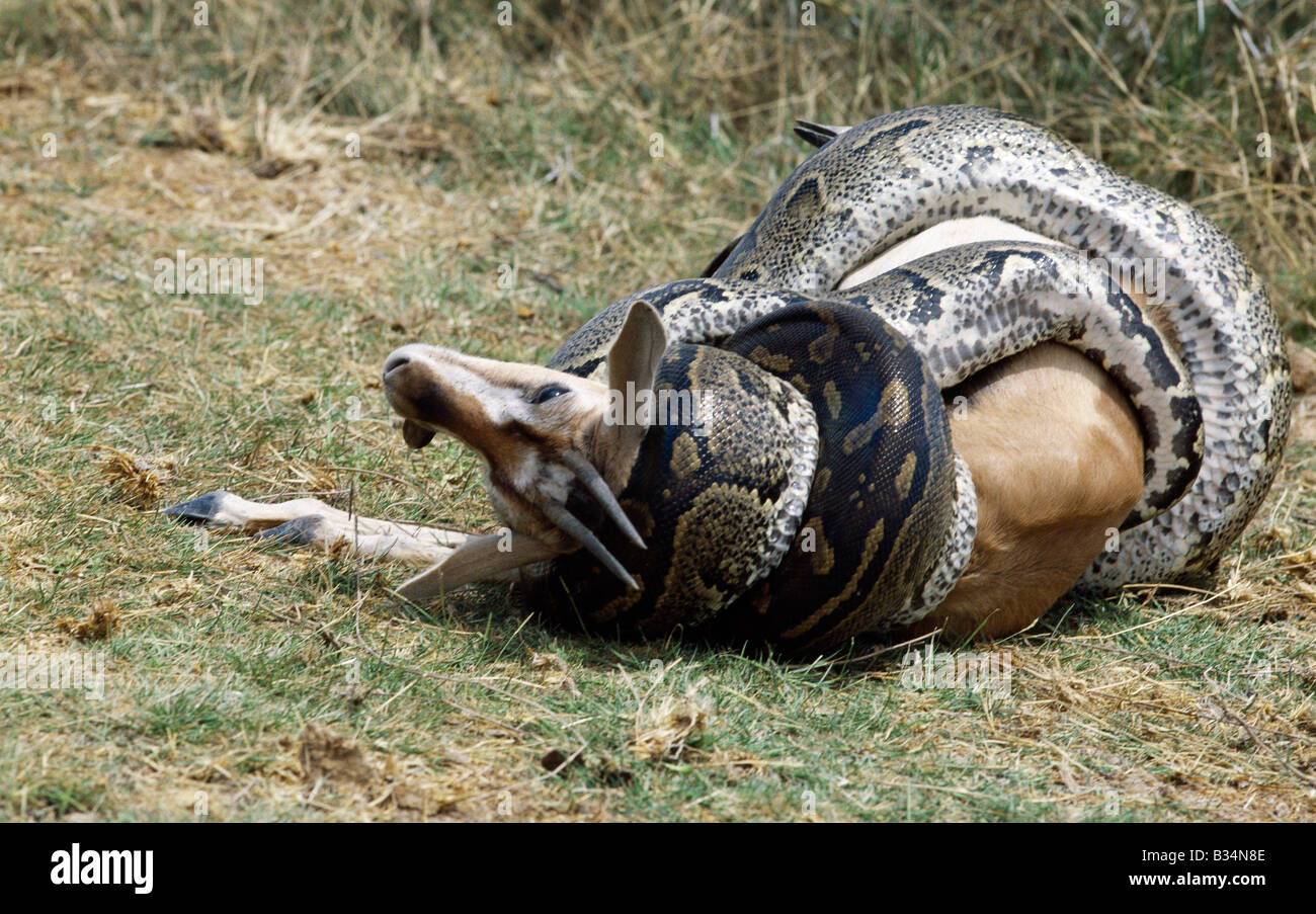 Kenya, Amboseli, du district de Kajiado. Un python tue une gazelle de Thomson par constriction. Pythons africains peuvent atteindre une longueur de plus de 20 pieds. Ils ne sont pas venimeux. . Banque D'Images