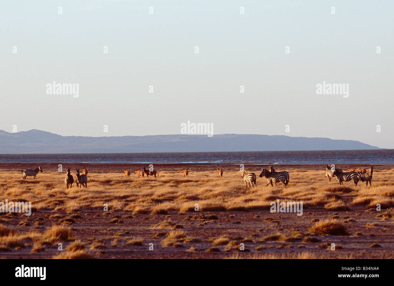 Au Kenya, le lac Turkana, Sibiloi National Park. Un troupeau de zèbres et topi paître sur les rives du lac Turkana, à Koobi Fora Banque D'Images