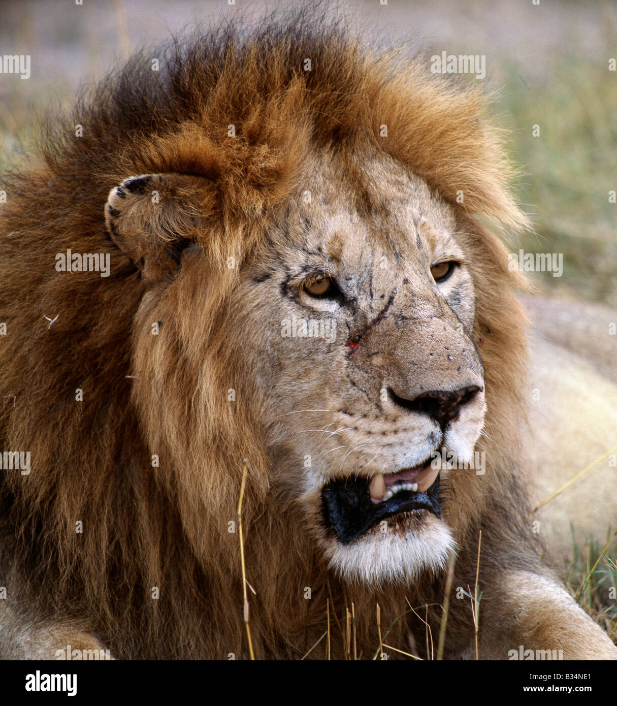 Kenya, district de Narok, Masai Mara National Reserve. Une amende .la crinière d'un lion mâle adulte peut peser jusqu'à lions 500lb. Banque D'Images