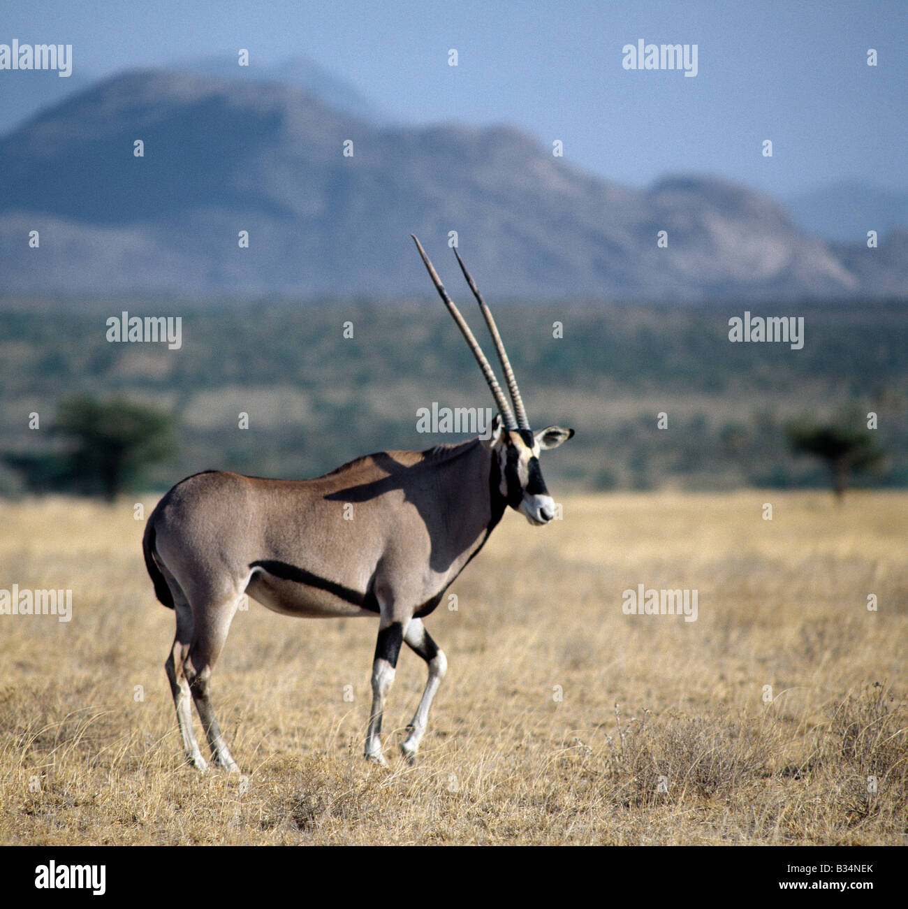 Kenya, district de Narok, Masai Mara National Reserve. Dans les zones arides beisa oryx un buissons épineux pays. Banque D'Images