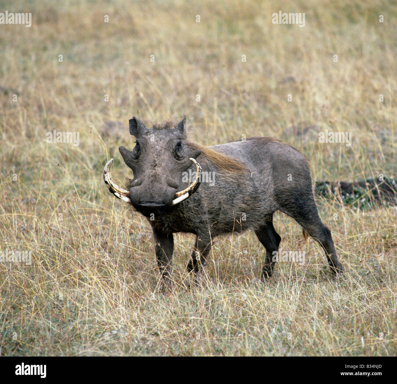 Kenya, district de Narok, un phacochère mâle dans les masais Mara. Banque D'Images