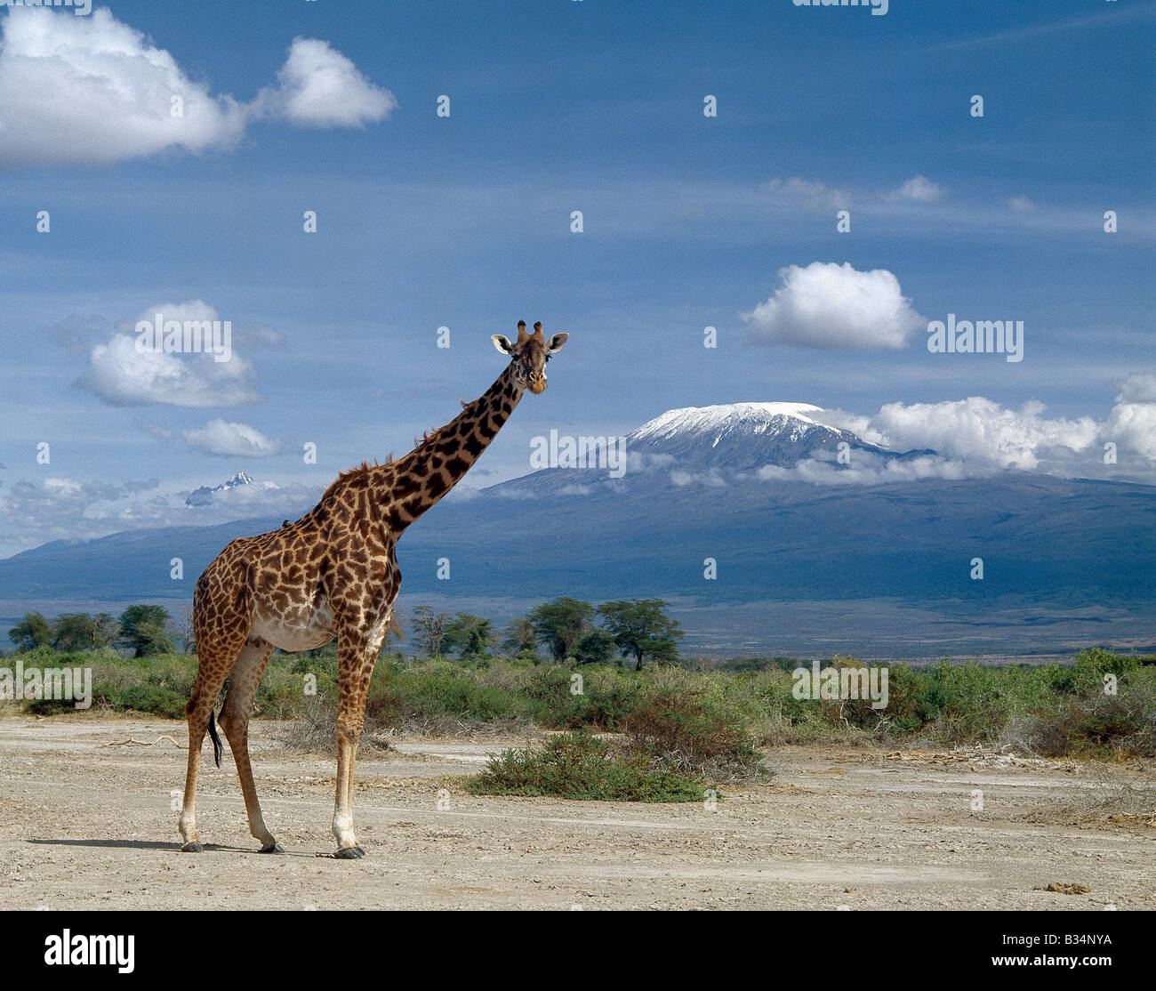 Giraffe feet Banque de photographies et d'images à haute résolution - Alamy