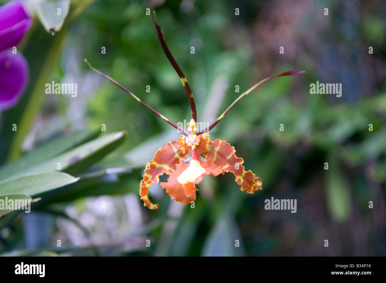 Psychopsis Papilio Orchid Banque D'Images