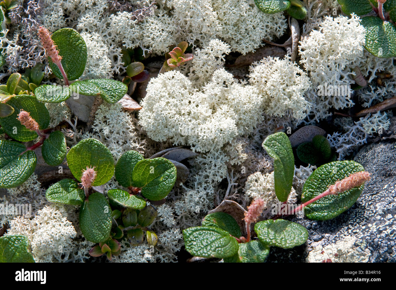 Net-feuilleté de saules (Salix reticulata), avec parmi les châton Cladonie (Cladonia rangiferina) Banque D'Images