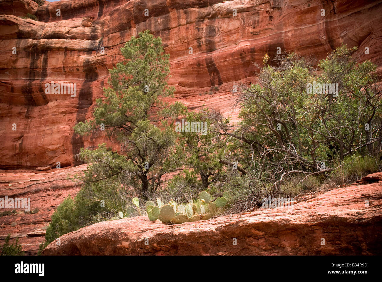 Arbres et cactus sur une corniche ensoleillée entouré par le rouge des parois du canyon. Banque D'Images