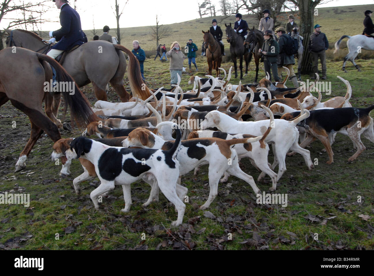 Foxhounds suivez veneurs au Boxing Day Hunt, Petworth, Surrey, Angleterre Banque D'Images