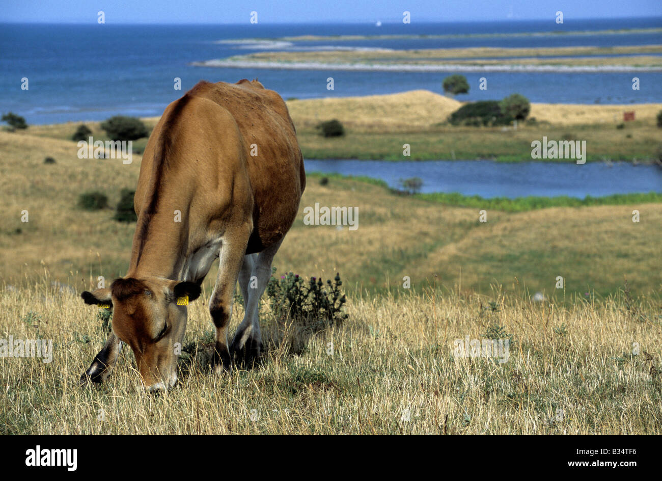 Danemark Fyns Hoved Hindsholm falaise mer Sea coast cow Banque D'Images