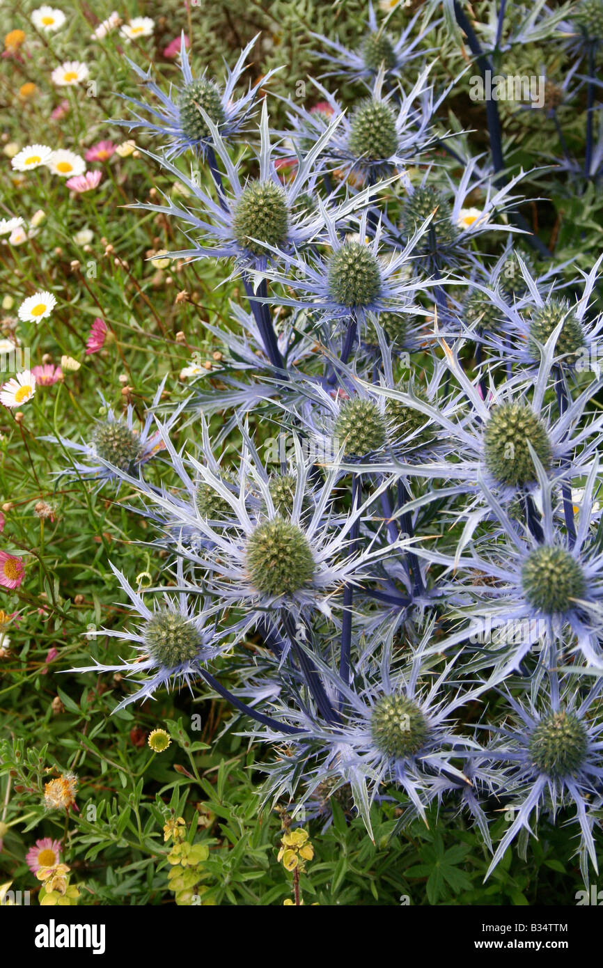 Frontière de big blue thistle et daisy fleurs. Banque D'Images