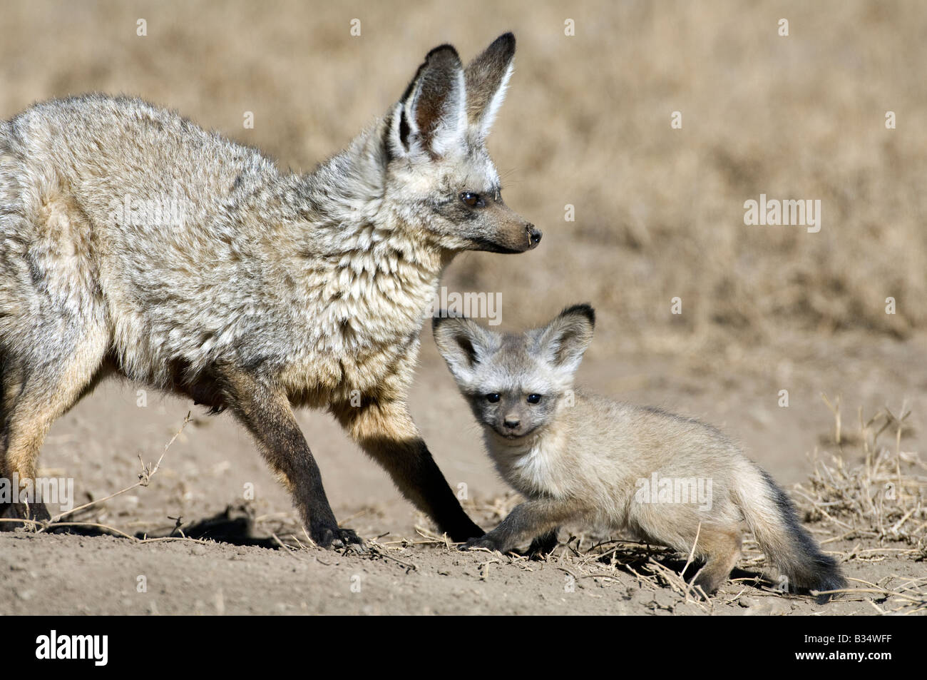 Bat-eared fox avec chiot, en adultes posent une menace offensive (Otocyon megalotis) Ndutu Ngorongoro,,, Tanzanie Banque D'Images
