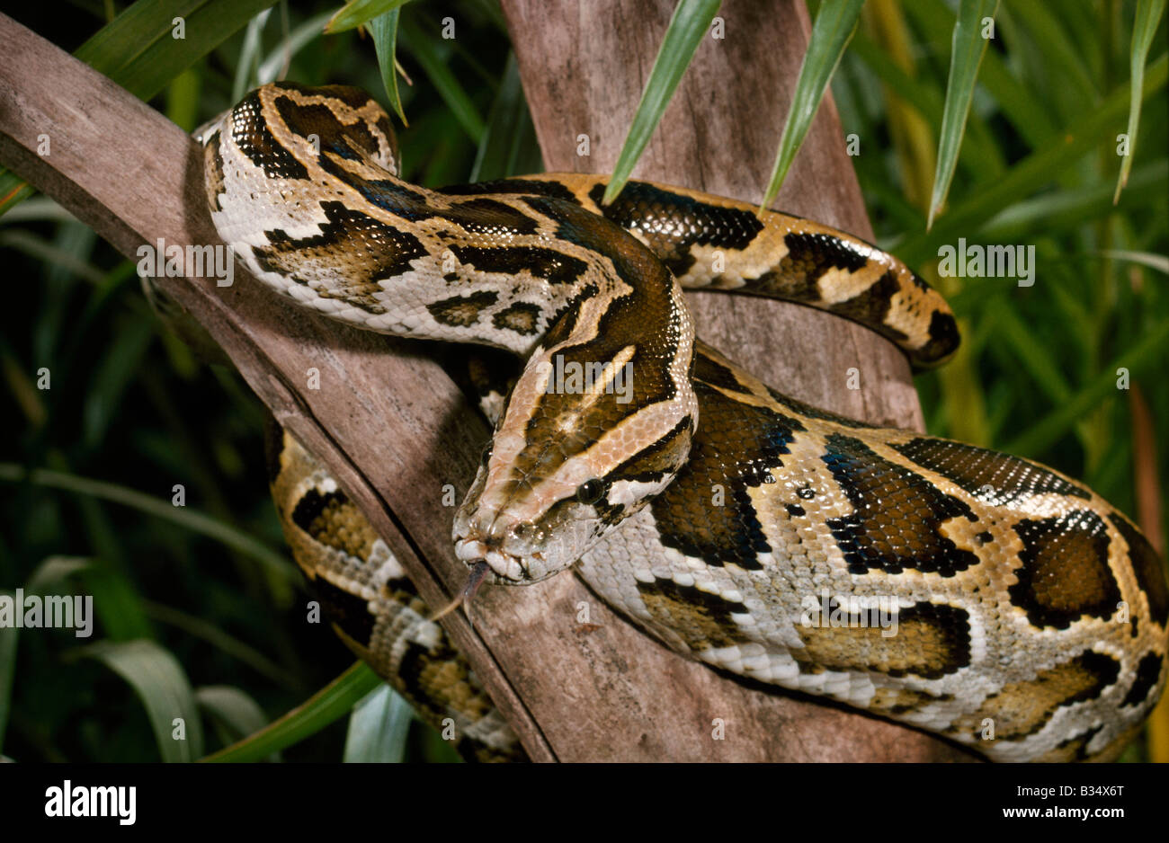 Rock Burmese Python Python molurus bivittatus Banque D'Images