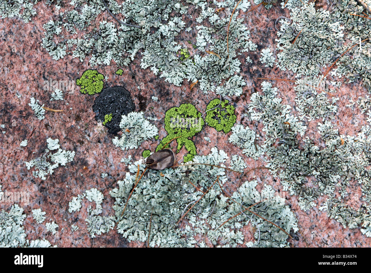 Lichens sur roche de granit rouge près du Parc provincial Killarney de l'Ontario, Canada Banque D'Images