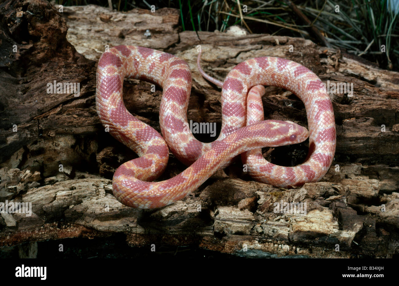 Elaphe guttata albinos Serpent Maïs guttata Banque D'Images
