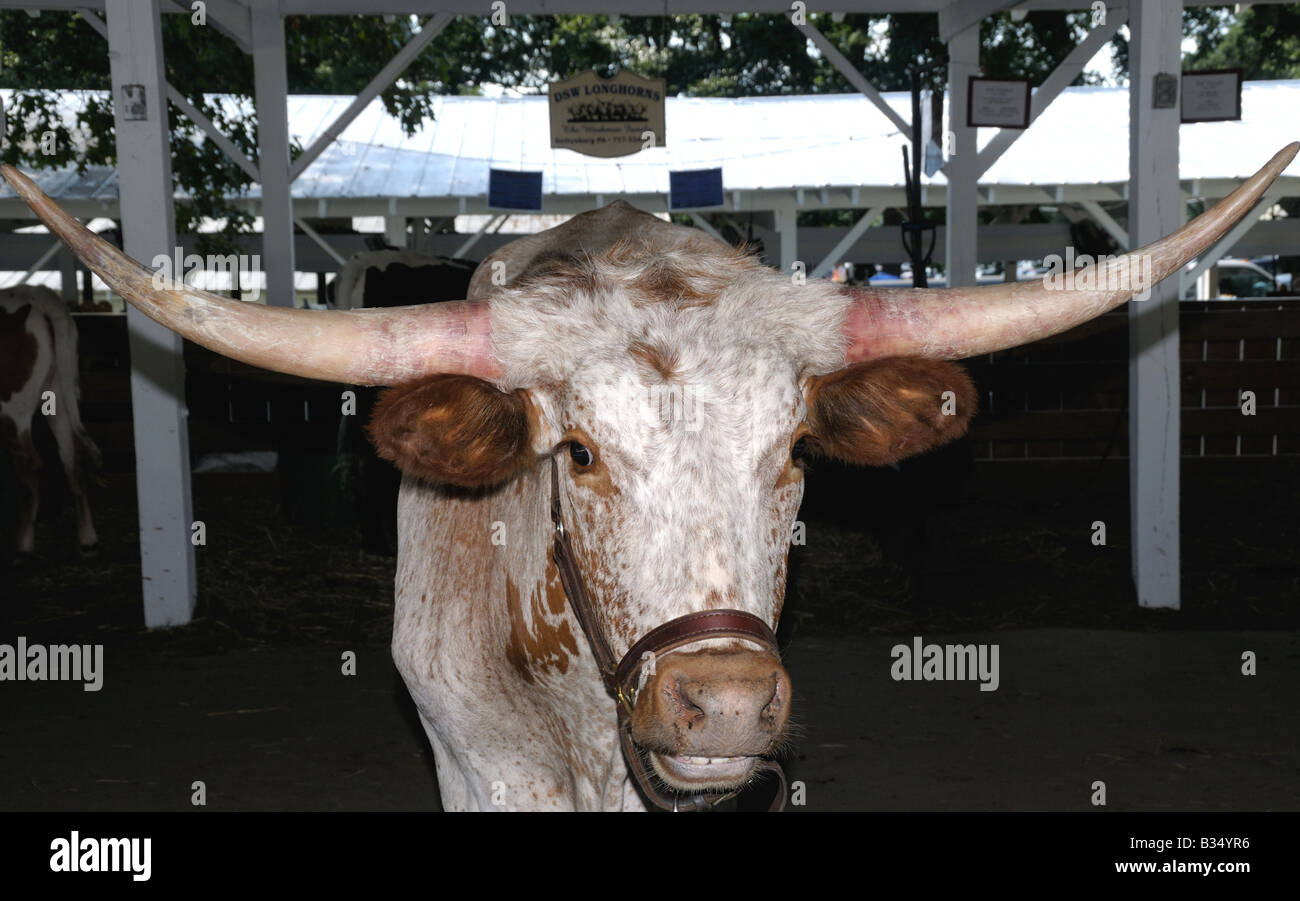 Texas Longhorn steer au County Fair à Gaithersburg, Maryland Banque D'Images