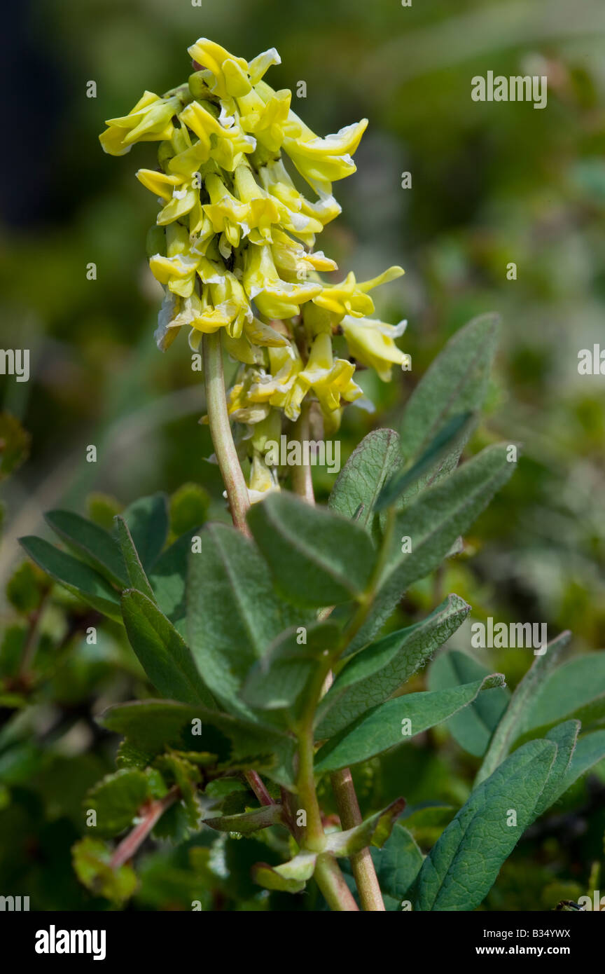 Astragale arctique [Astragalus frigidus] flower Banque D'Images