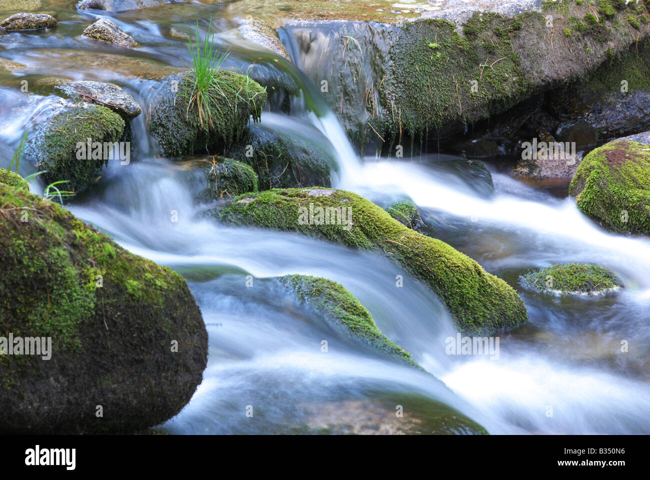 Stocktish la rivière de montagne. La Sibérie. Banque D'Images