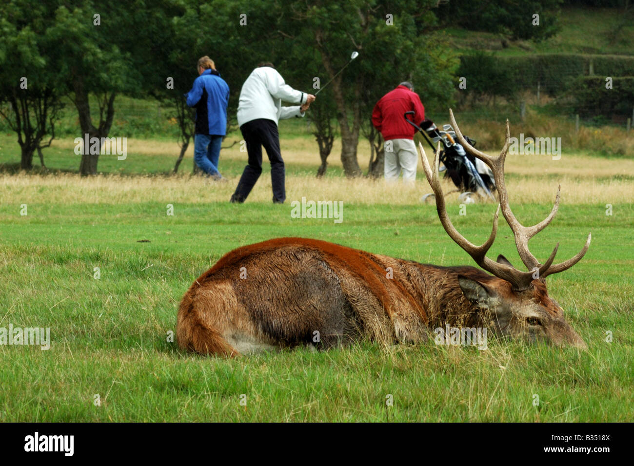 Red Deer stag fixant sur Lochranza golf comme les golfeurs jouent leurs trous Banque D'Images