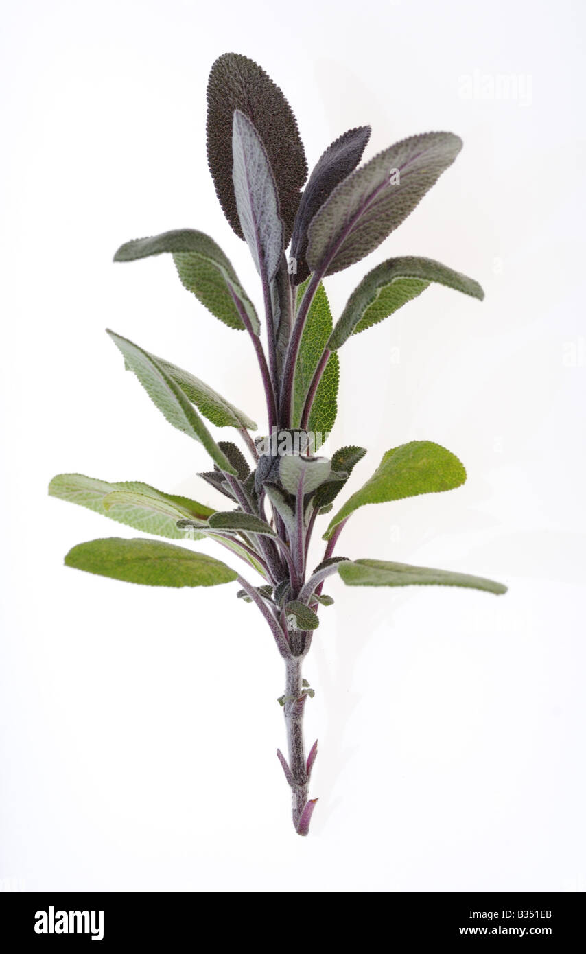 Herbes culinaires HERB SAGE Salvia officinalis l'une des herbes les plus populaires utilisées dans la cuisine Banque D'Images