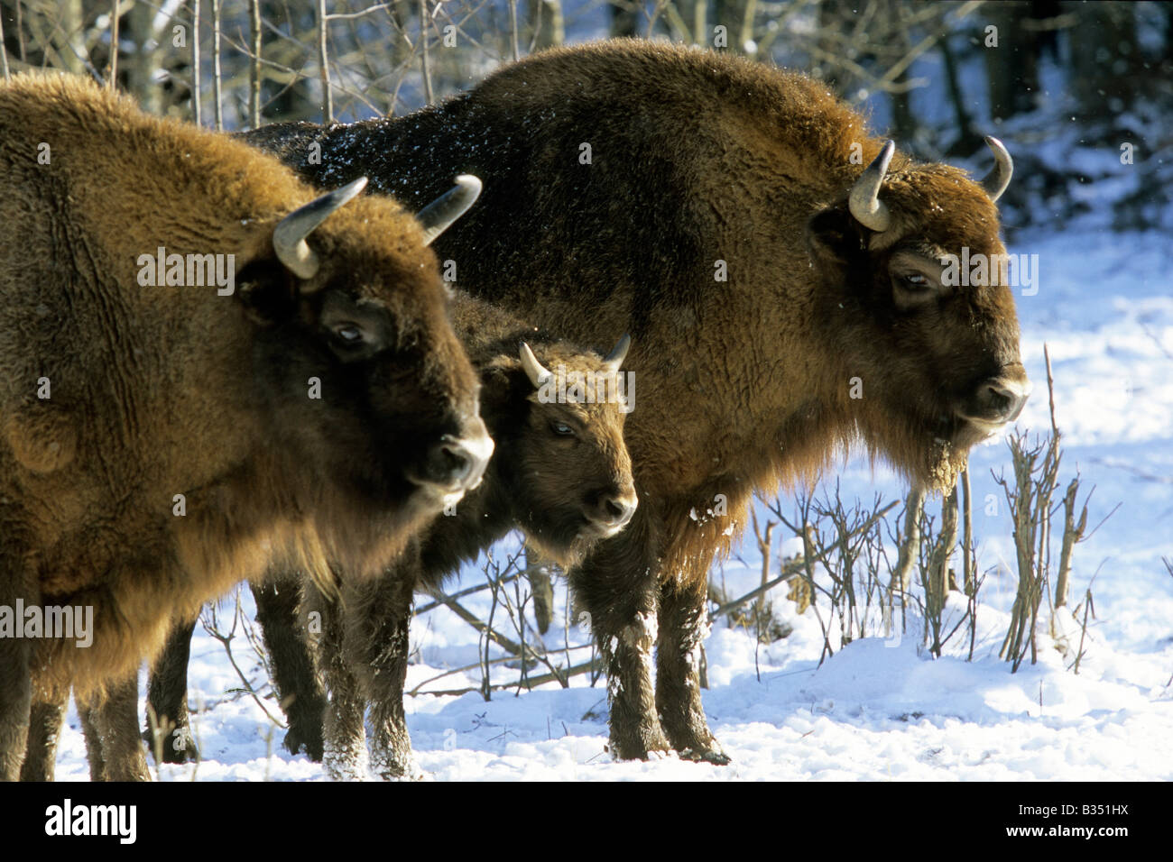 Bison d'Europe (Bison bonasus), deux adultes et un veau sur la neige Banque D'Images