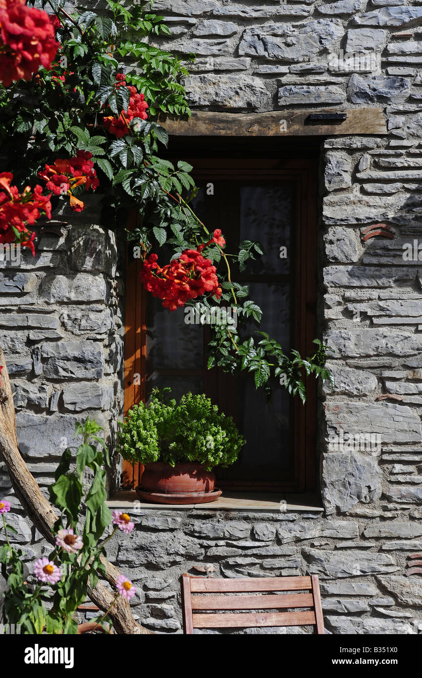 En fleur fleurs turc devant une fenêtre Banque D'Images