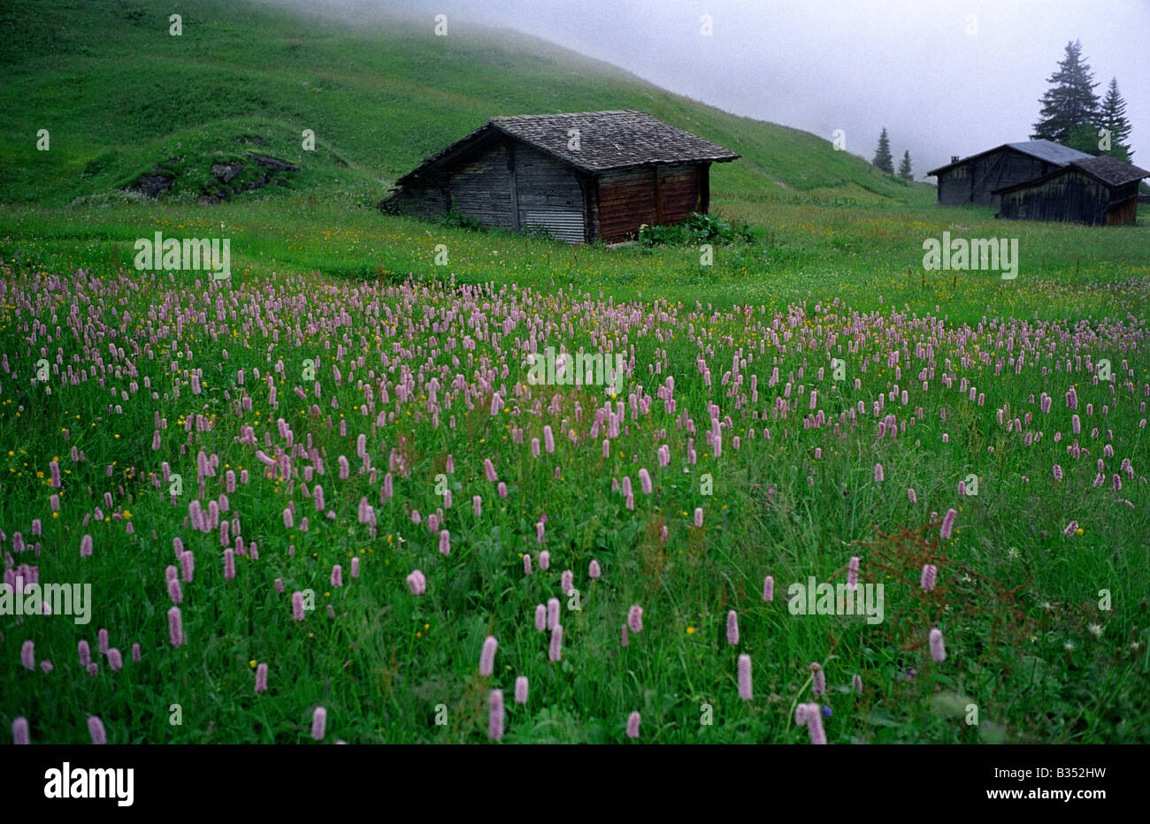 Polygonum persicaria Renouée bistorte Suisse Berner Oberland Oberland bernois Alpine meadow field Banque D'Images