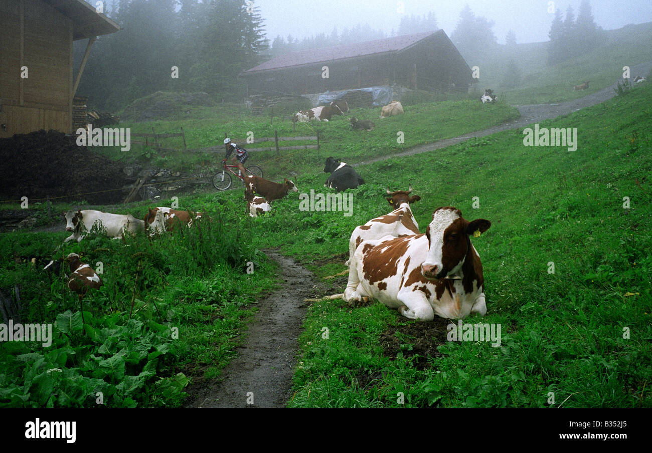 Mountain Biker mist bovins laitiers Suisse Berner Oberland Oberland bernois Alpine meadow field Banque D'Images