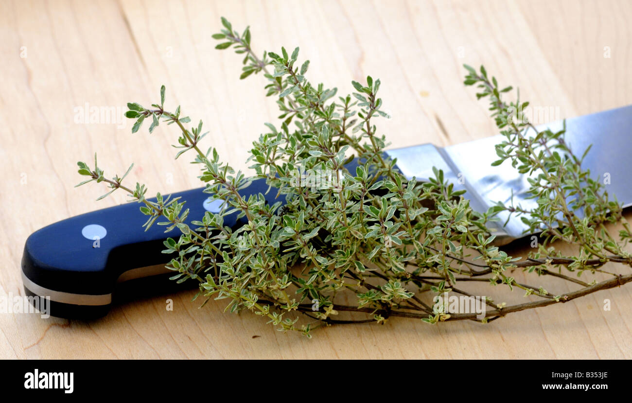 Les herbes THYM Thymus vulgaris L'une des herbes les plus populaires utilisées dans la cuisine Banque D'Images