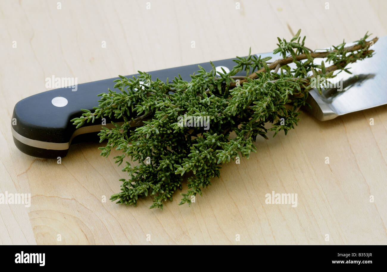 Les herbes THYM Thymus vulgaris L'une des herbes les plus populaires utilisées dans la cuisine Banque D'Images