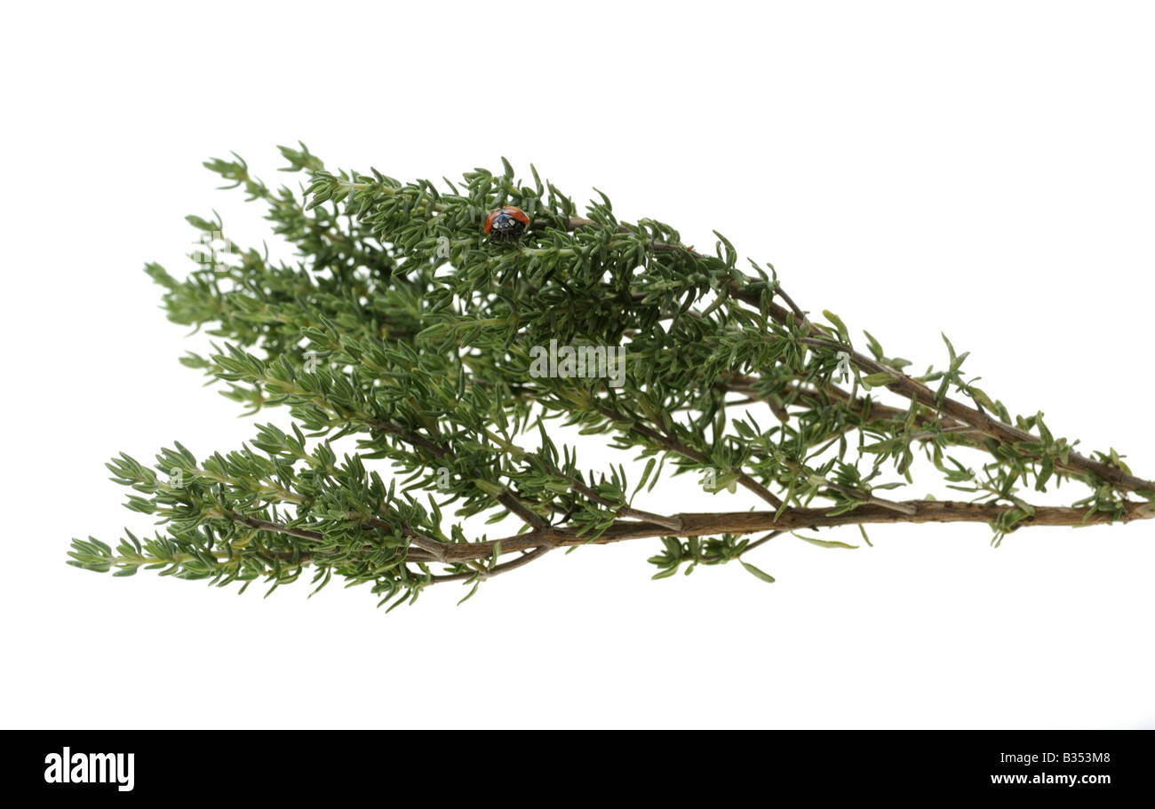 Les herbes THYM Thymus vulgaris L'une des herbes les plus populaires utilisées dans la cuisine Banque D'Images