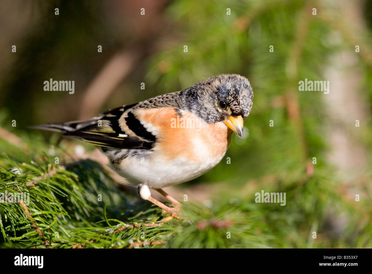 Pinson du nord (Fringilla montifringilla mâle) en sapin, England UK Banque D'Images