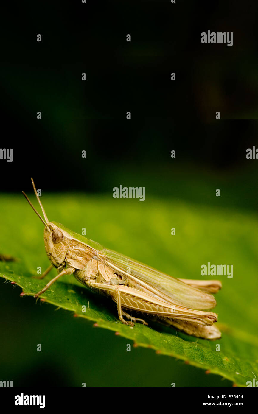 La sauterelle Chorthippus brunneus (champ) England UK Banque D'Images
