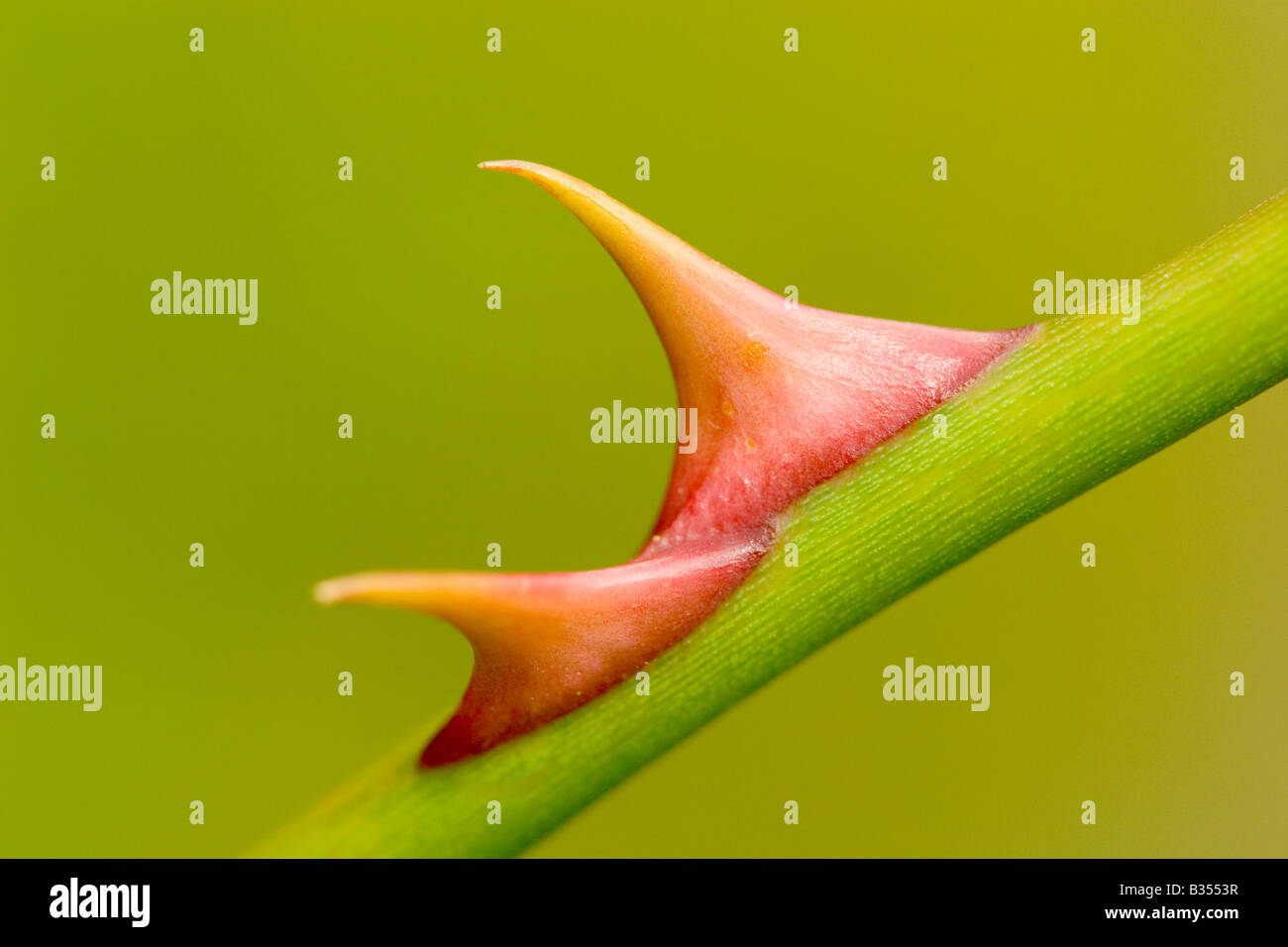 Chien sauvage épines Rose England UK Banque D'Images