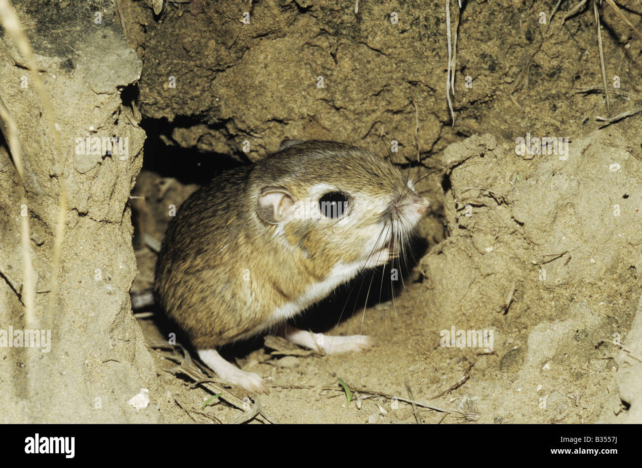 Rat kangourou d'Ord (Dipodomys ordii) laissant adultes burrow Starr County Rio Grande Valley Texas USA Banque D'Images