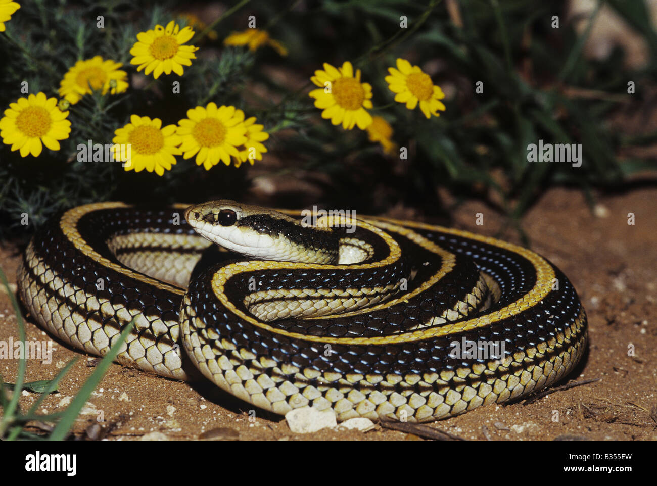Texas patchnose grahamiae Salvadora serpent lineata hot Starr County Rio Grande Valley Texas USA Banque D'Images