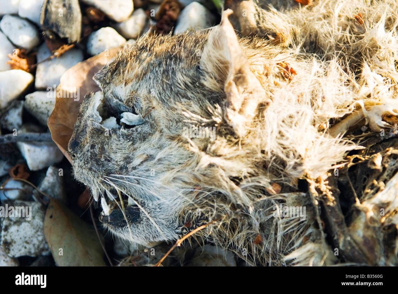 La Tete Et Le Corps D Un Cadavre De Chat La Decomposition Sur Le Sol Photo Stock Alamy La Tete Et Le Corps D Un Cadavre De Chat La Decomposition Sur Le Sol Photo Stock Alamy