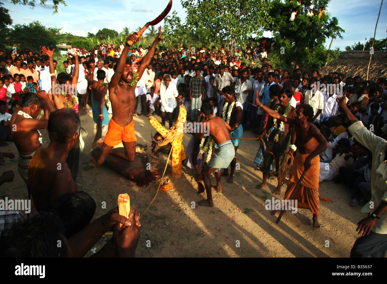Un homme, qui vient de décapiter un boeuf dans le cadre d'un sacrifice rituel au dieu Murugan, sauts de joie lors d'un festival. Banque D'Images