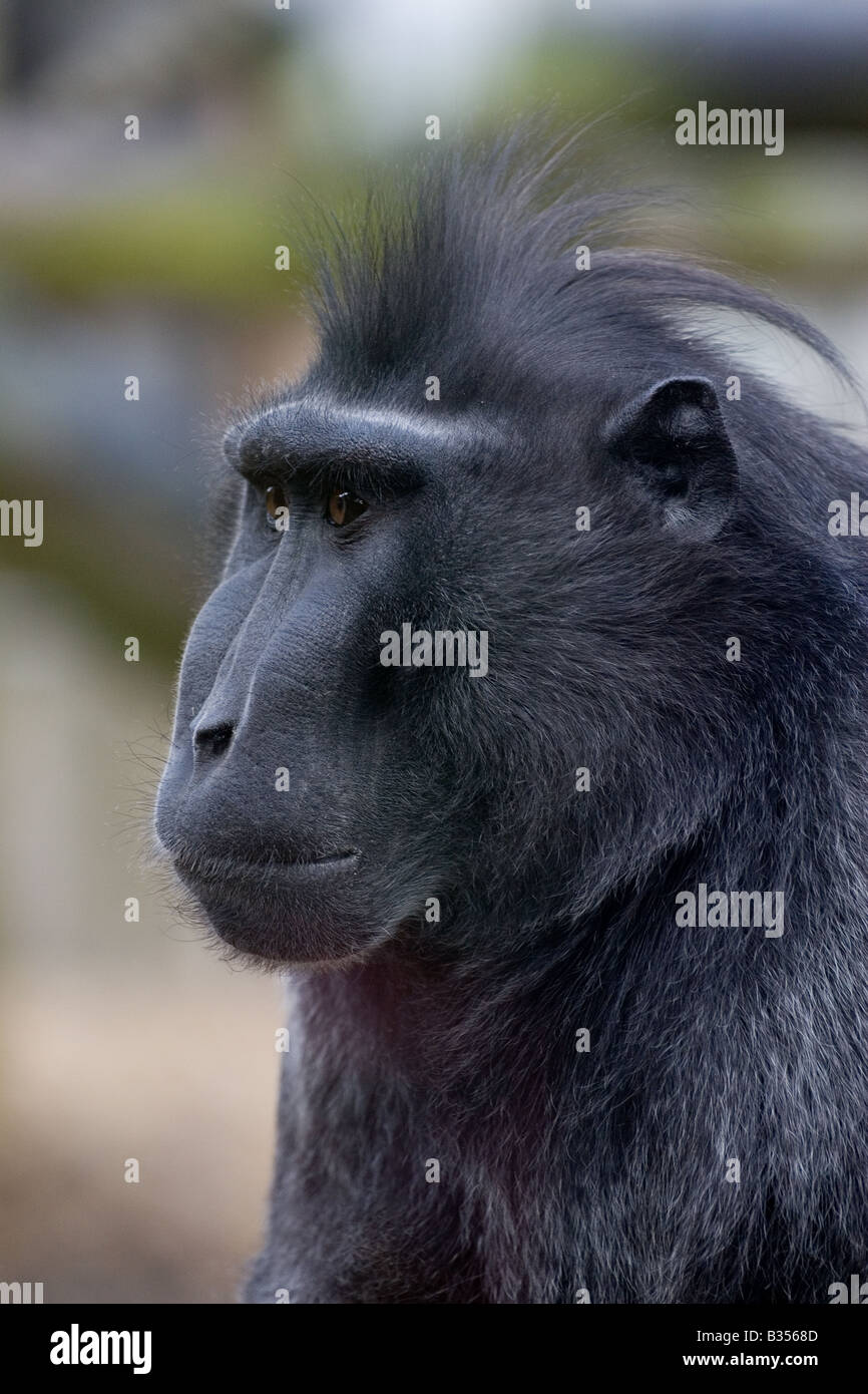 Un singe/ape avec une coiffure mohican. Tête et épaules presque tourné de profil. Banque D'Images