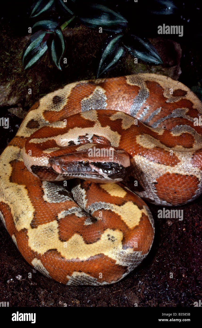 Python Python curtus Malaisie Sang Banque D'Images