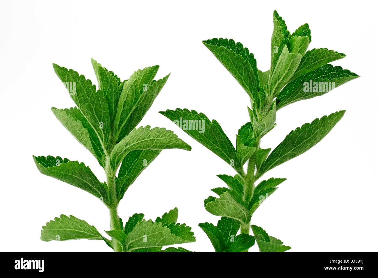 La plante Stevia rebaudiana Sweet Banque D'Images