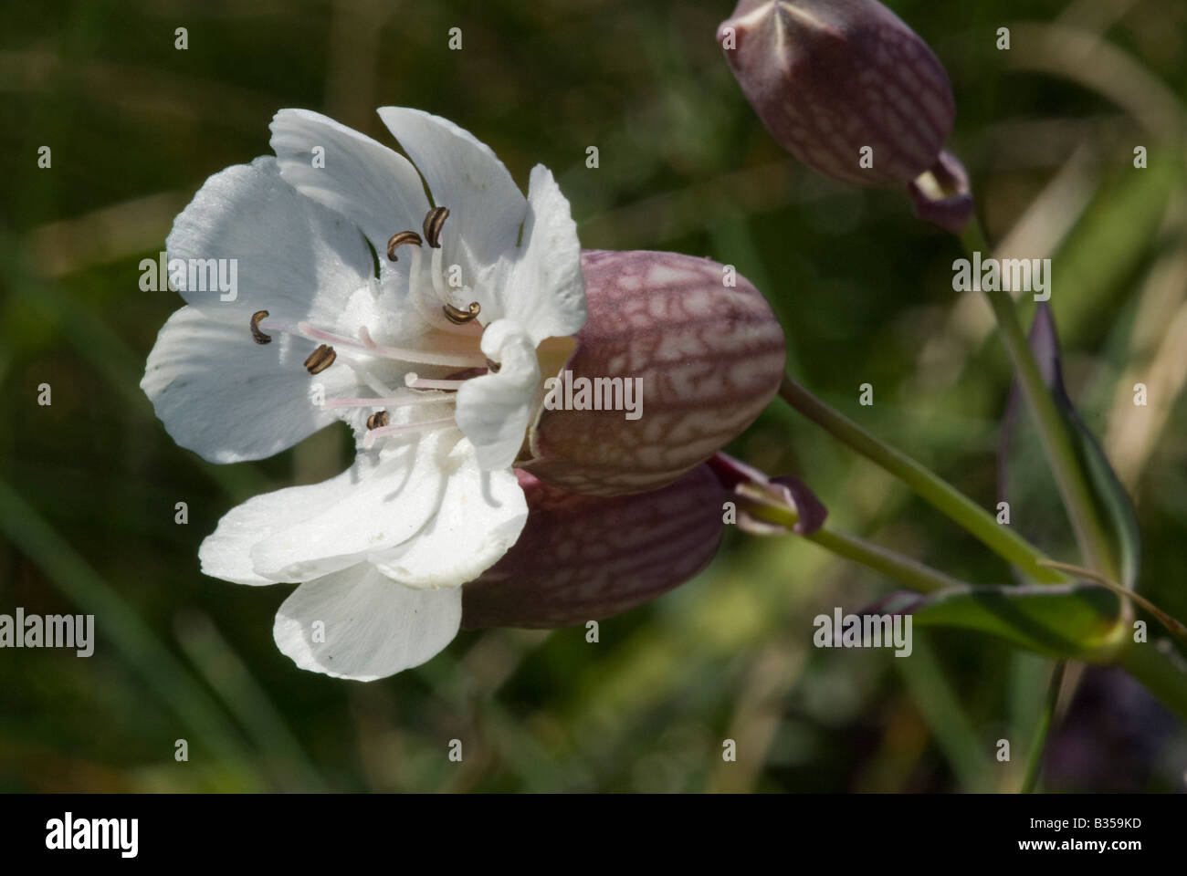 Mer (Silene uniflora), seule fleur Banque D'Images