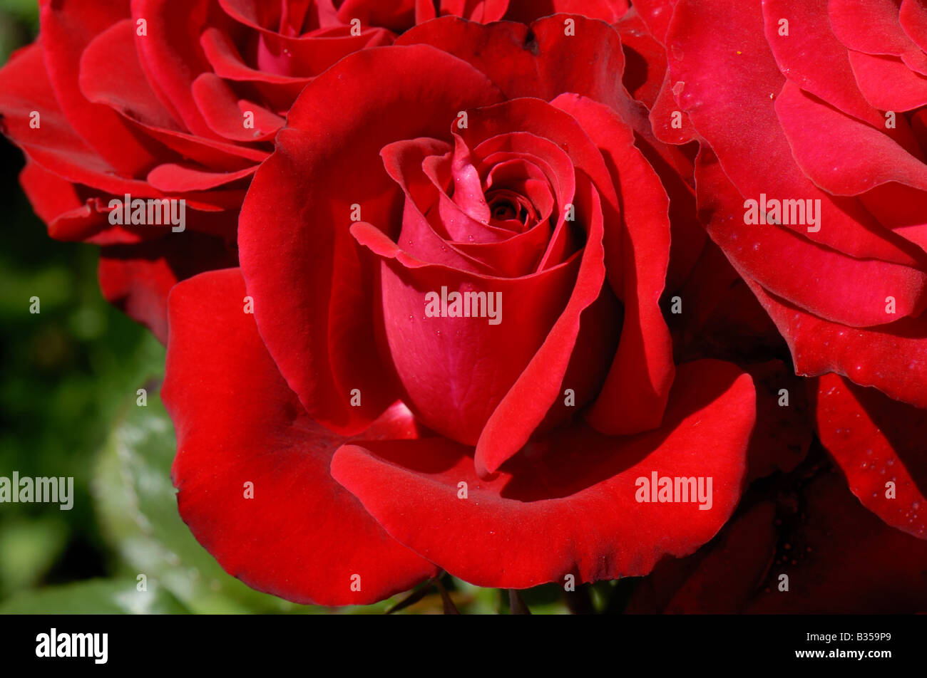Rouge parfait fleurs sur une rose d'un rouge profond la Bonne Nouvelle Banque D'Images